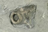 Silurian Cystoid (Caryocrinites) Fossil - New York #269941-3